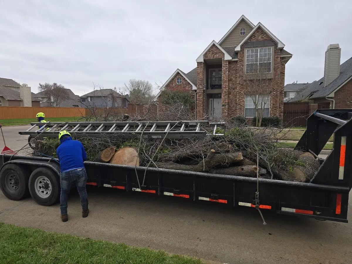Expert Tree Pest Control with proper safety equipment in Vista